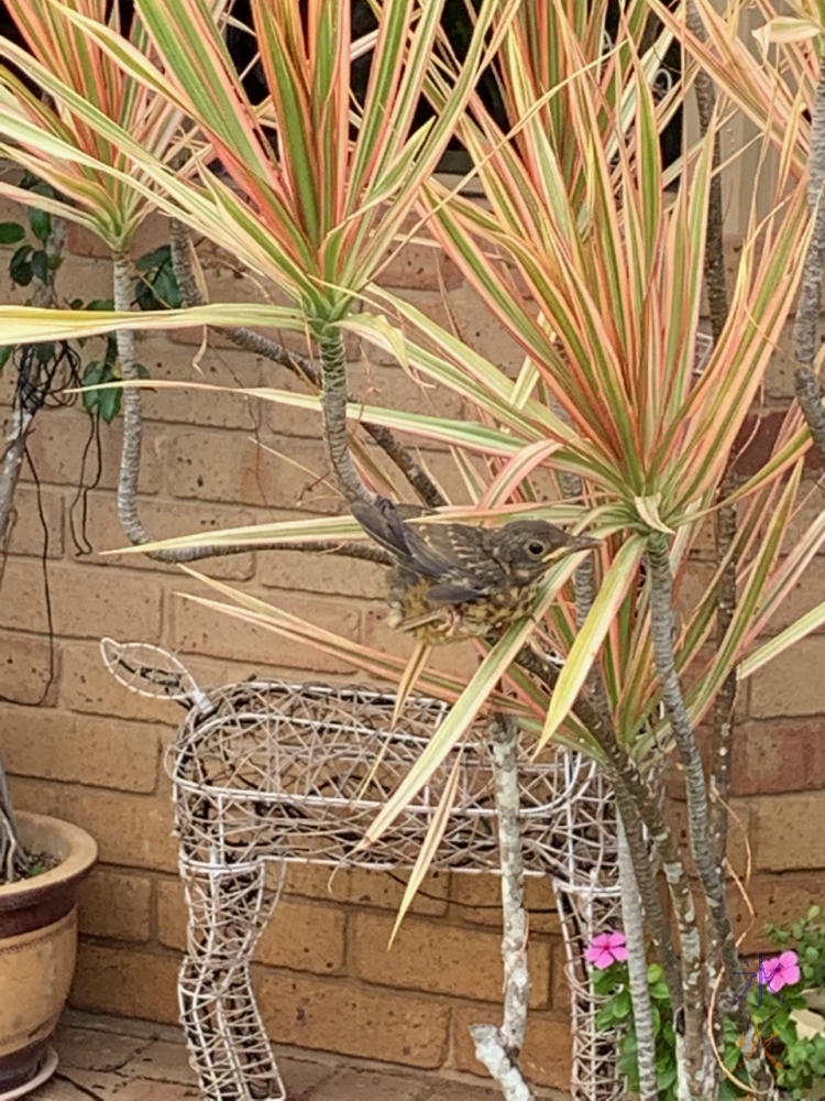 Christmas Island thrush failed landing while learning how to fly