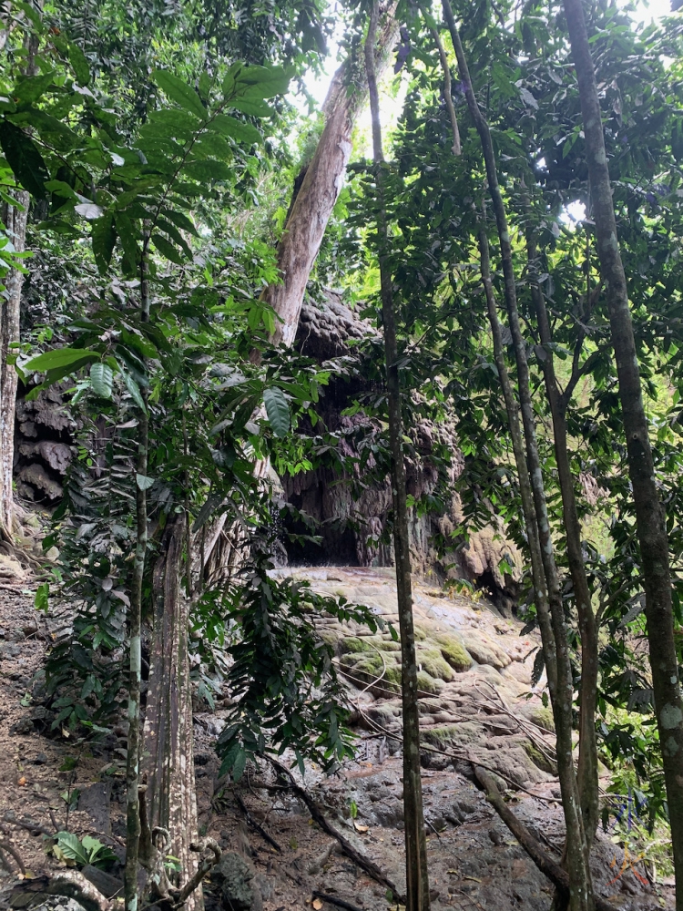 approaching the waterfall from the walking track, Christmas Island