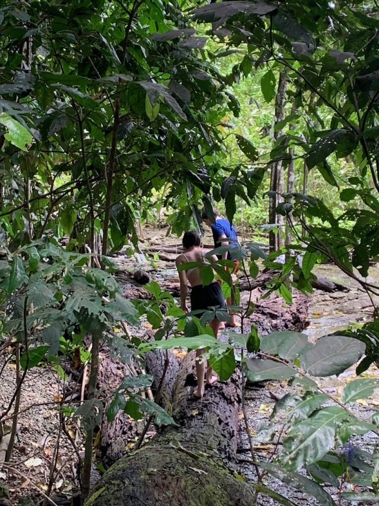 kids crossing a slioppery tree