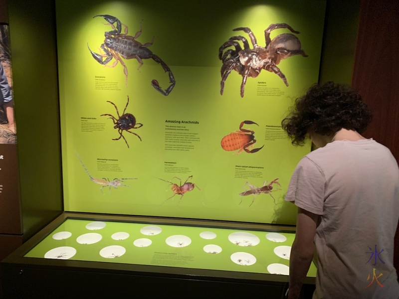 creepy crawlies section in Boola Bardip Museum, Perth, Western Australia