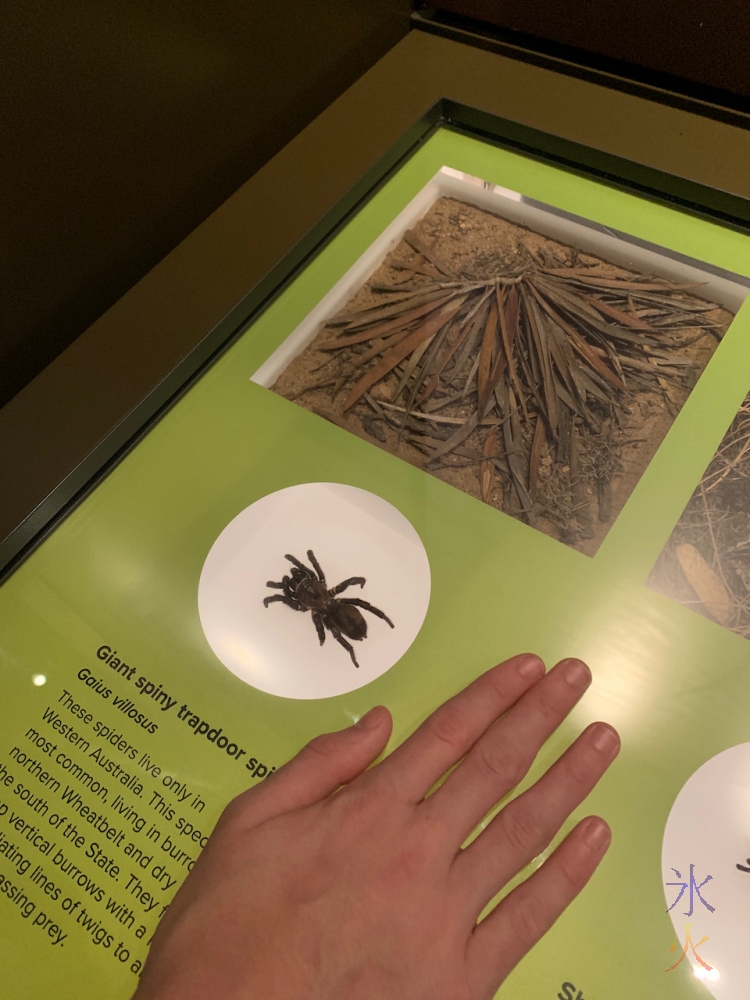 giant spider in exhibition, Boola Bardip Museum, Perth, Western Australia