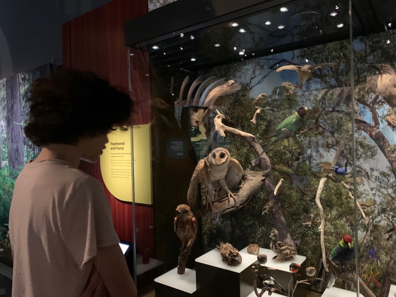 bird display, Boola Bardup Museum, Perth, Western Australia