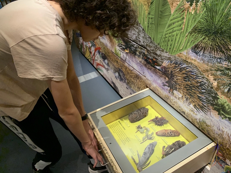 banksia cones in drawer, Boola Bardup Museum, Perth, Western Australia