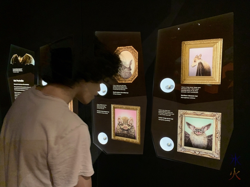 16yo looking at bat skull display, Boola Bardip Museum, Perth, Western Australia