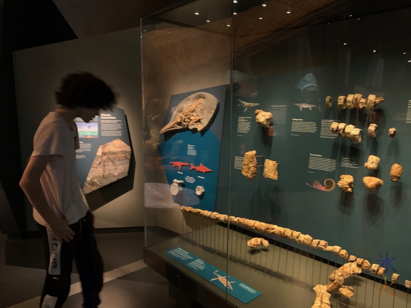 16yo looking at vertebrae display, Boola Bardip Museum, Perth, Western Australia