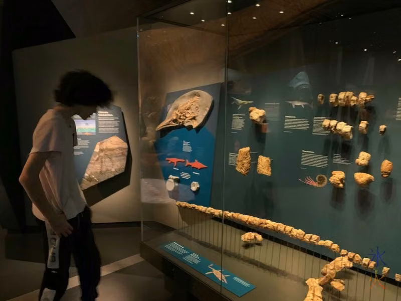 16yo looking at vertebrae display, Boola Bardip Museum, Perth, Western Australia
