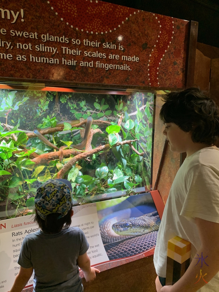 12yo and 4yo looking at snake at Perth Zoo, Western Australia