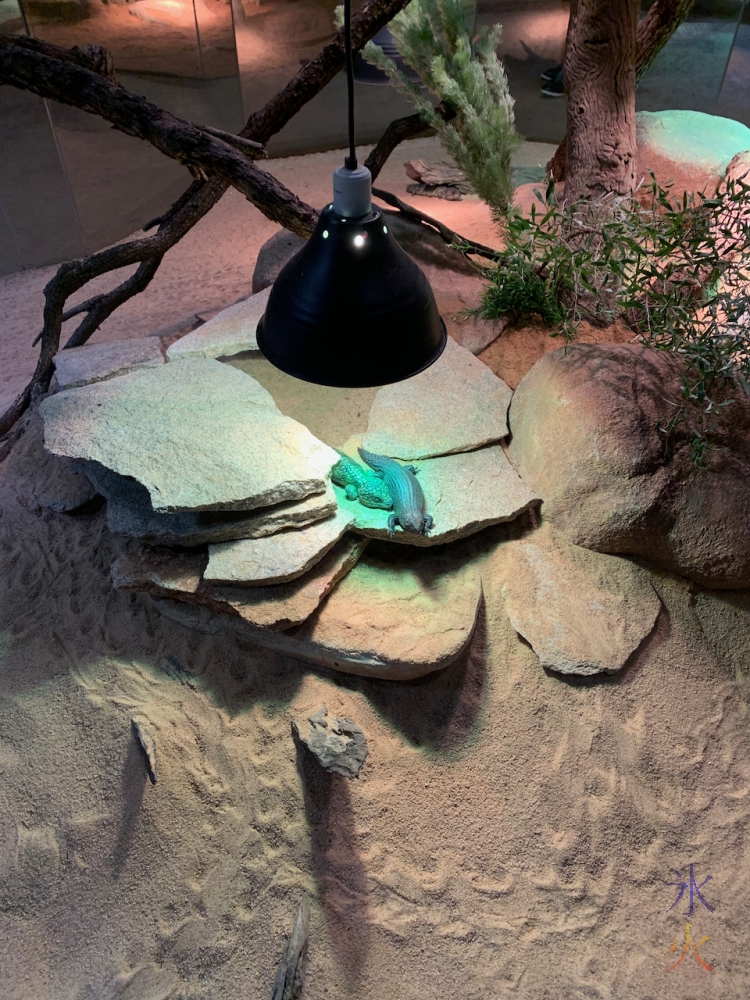 lizards keeping warm under heat lamps at Perth Zoo, Western Australia