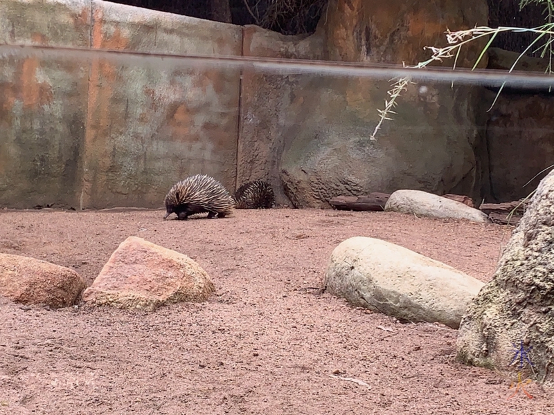 echidna at Perth Zoo, Western Australia