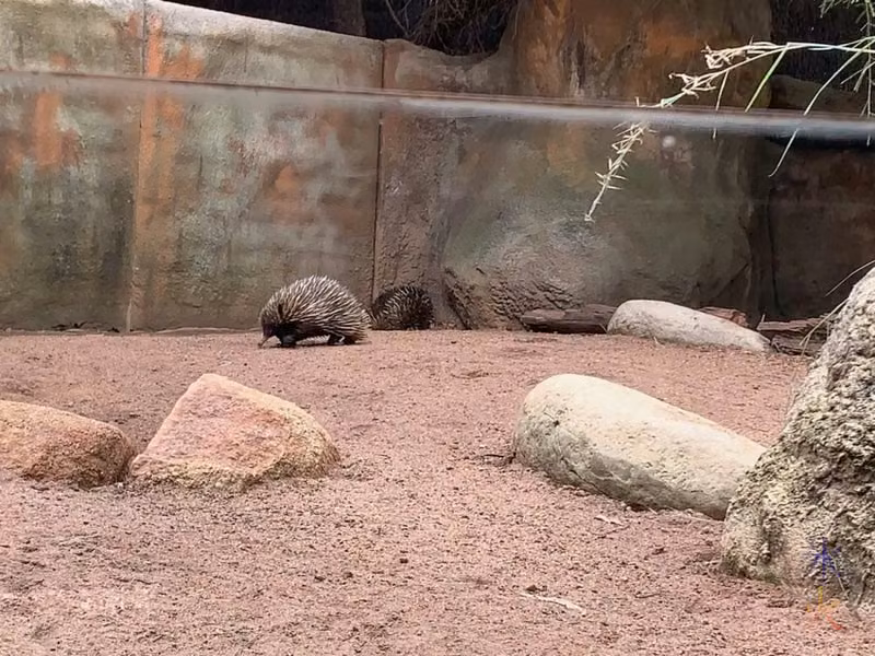 echidna at Perth Zoo, Western Australia