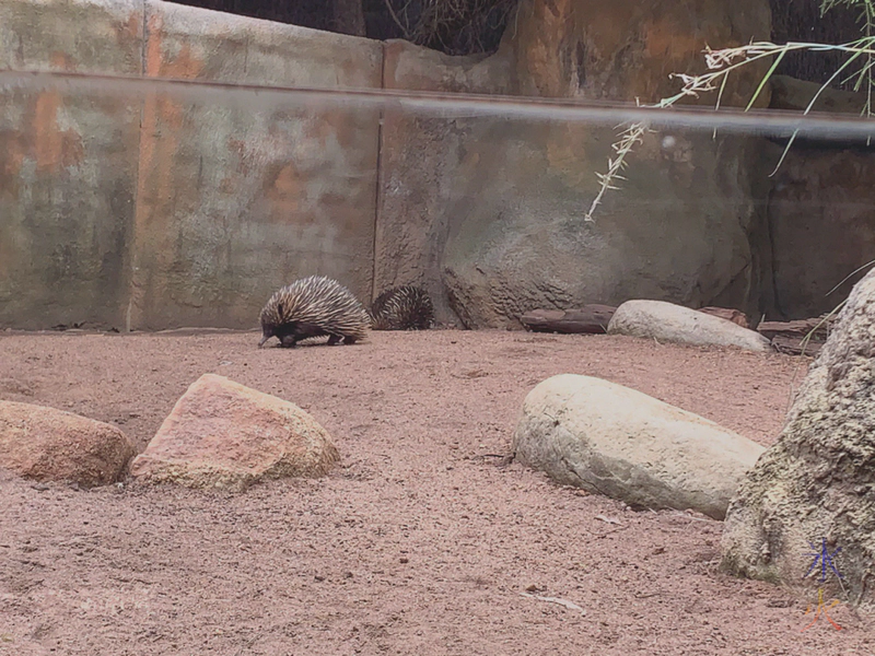 echidna at Perth Zoo, Western Australia