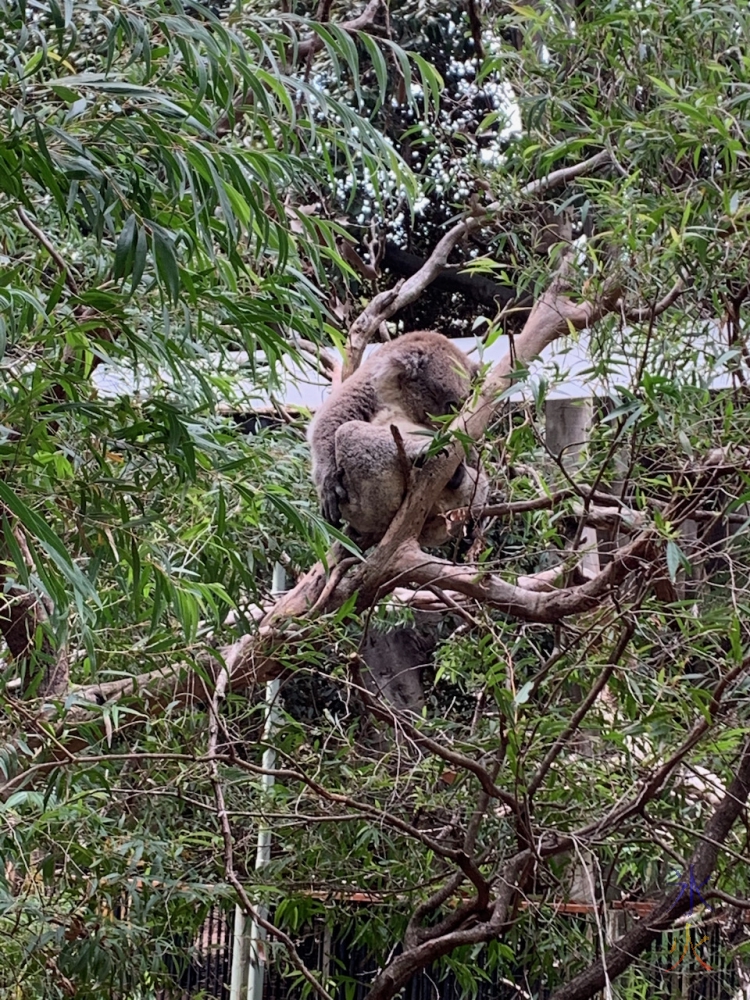 koala at Perth Zoo, Western Australia