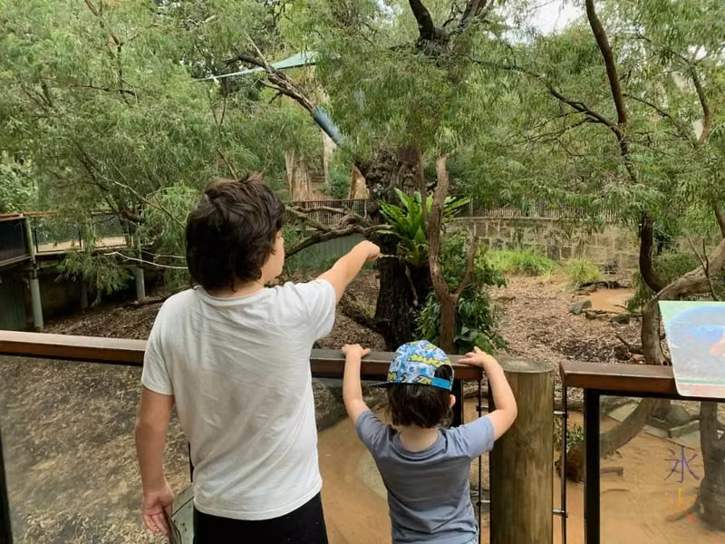 12yo pointing out koala to 4yo at Perth Zoo, Western Australia