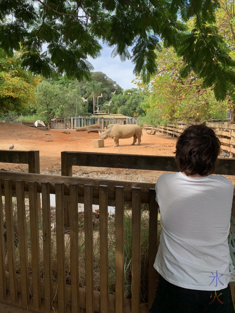 12yo looking at rhino at Perth Zoo, Western Australia