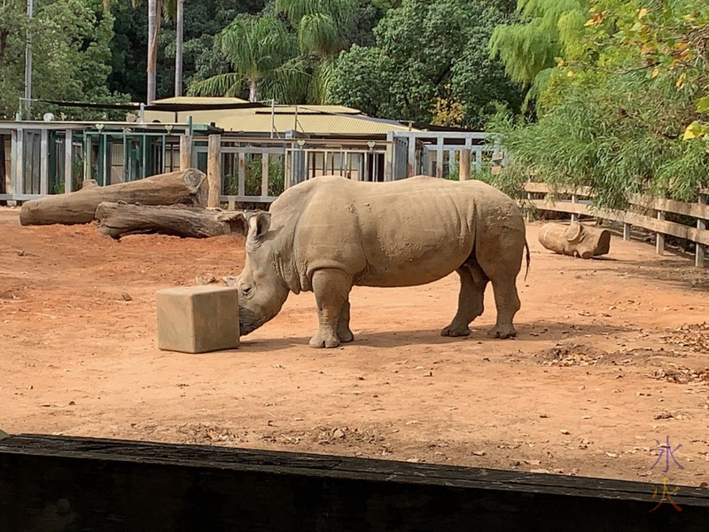 rhino 'hiding' behind toy at Perth Zoo, Western Australia