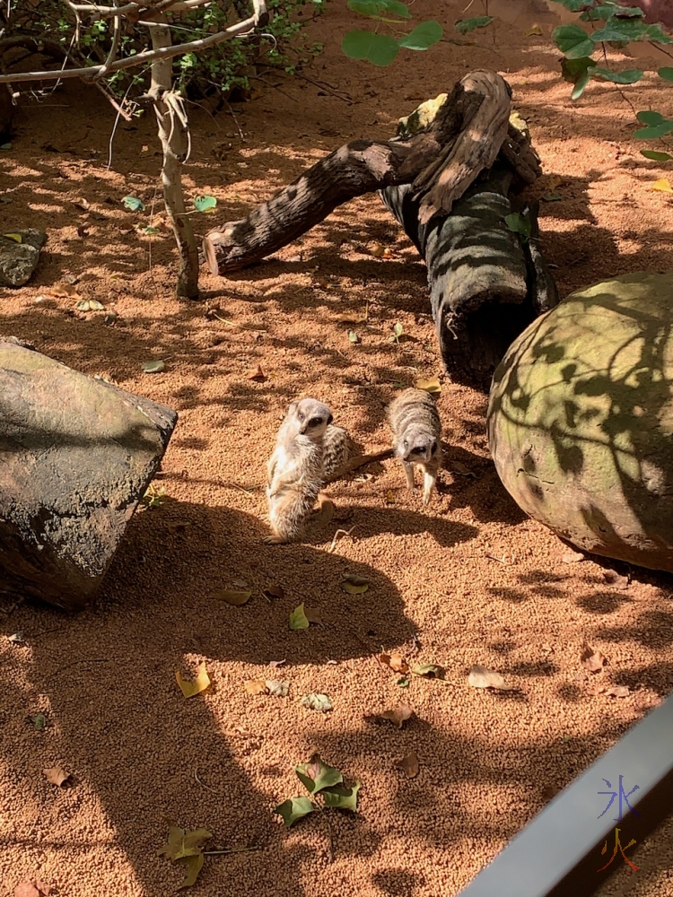 meerkats at Perth Zoo, Western Australia