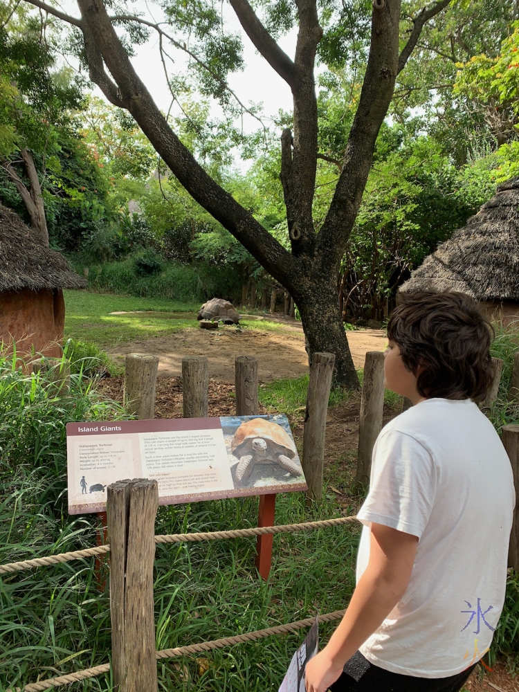 12yo looking at Galapagos tortois. Perth Zoo, Western Australia