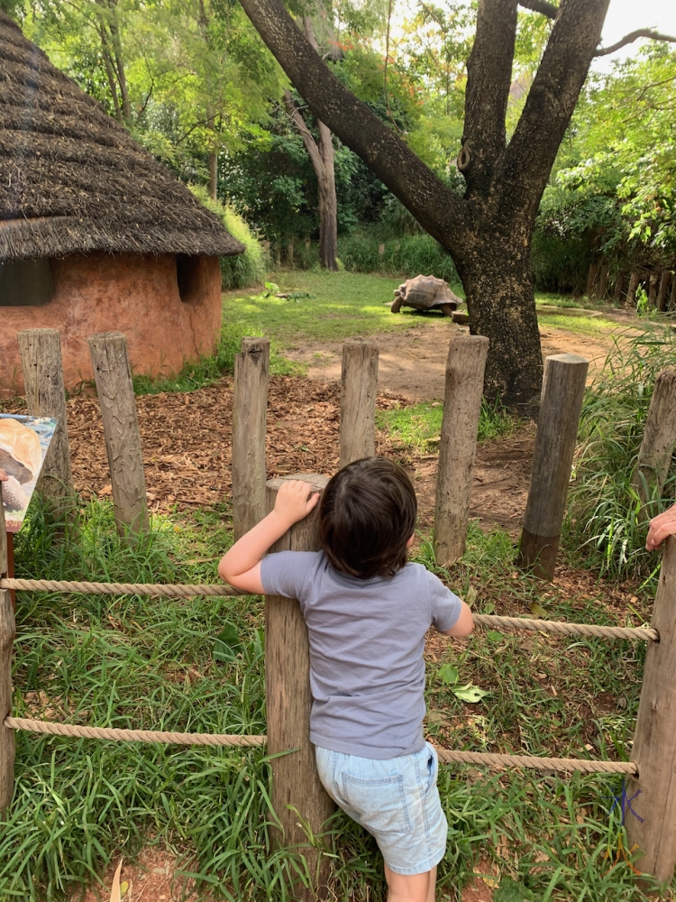 4yo looking at Galapagos tortoise, Perth Zoo, Western Australia