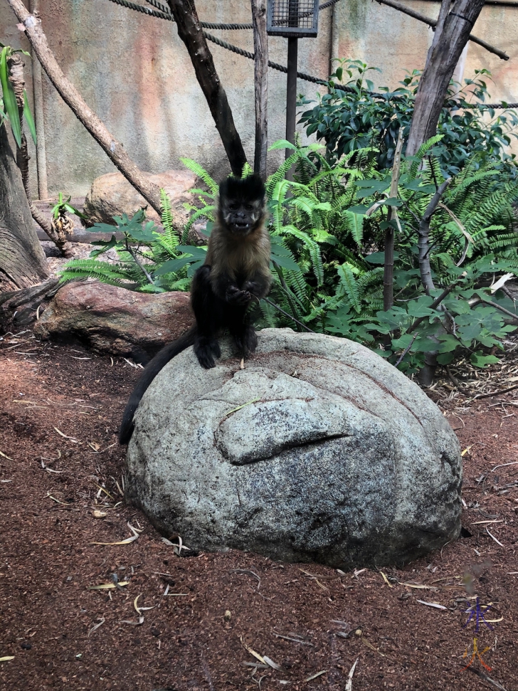 monkey at Perth Zoo, Western Australia, taken by 14yo