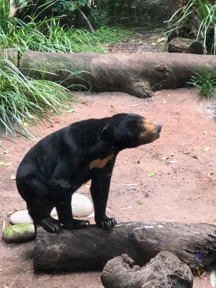 sun bear at Perth Zoo, Western Australia, taken by 14yo