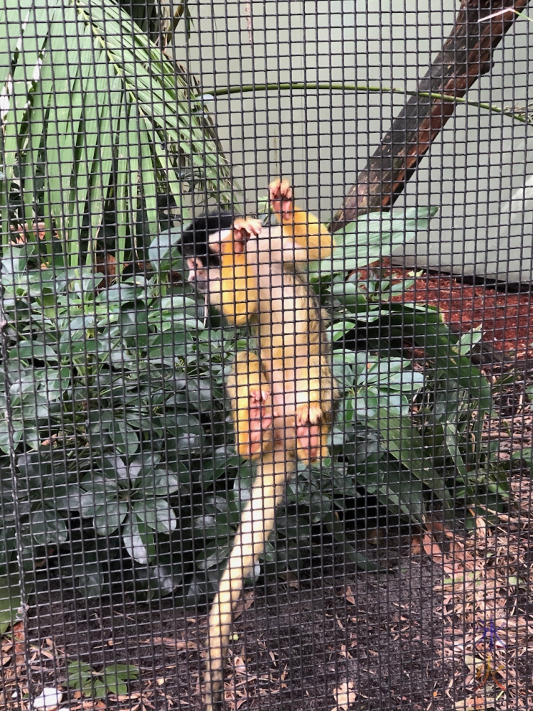 squirrel monkey at Perth Zoo, Western Australia, taken by 14yo