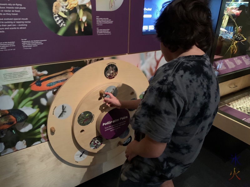 12yo investigating pollinator pairs at Boola Bardip Museum, Perth, Western Australia