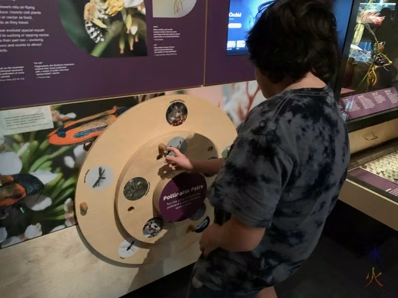 12yo investigating pollinator pairs at Boola Bardip Museum, Perth, Western Australia