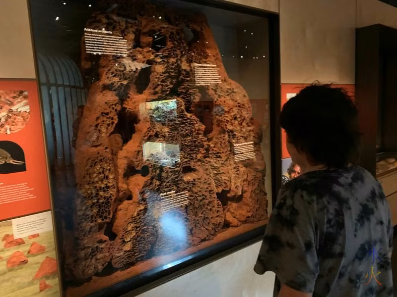 12yo investigating terminte mound at Boola Bardip Museum, Perth, Western Australia
