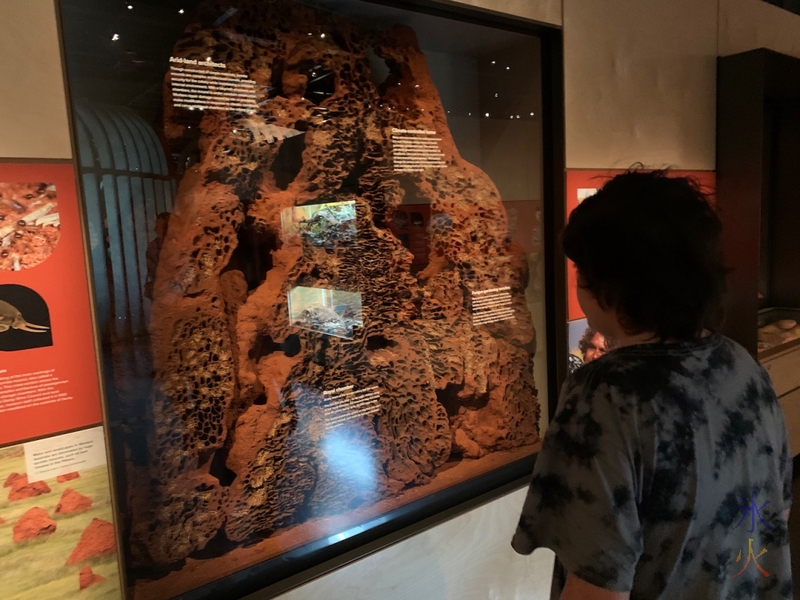 12yo investigating terminte mound at Boola Bardip Museum, Perth, Western Australia