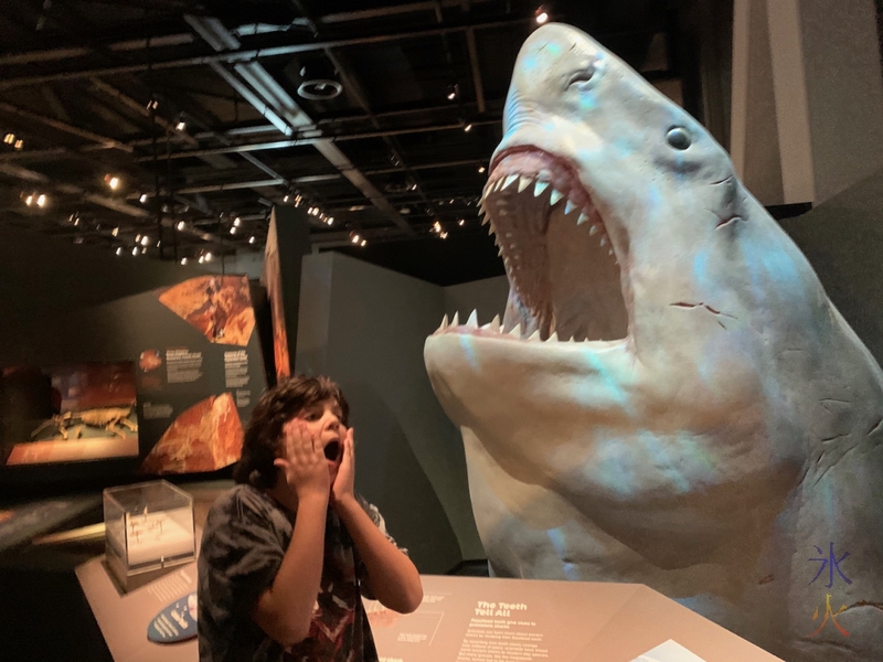 Youtube-style thumbnail with megalodon at Boola Bardip Museum, Perth, Western Australia