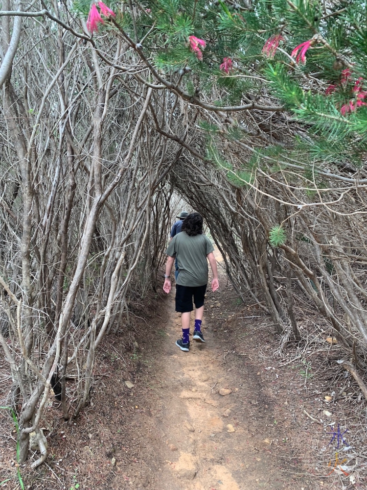 going through tree tunnel at Ellis Brook, Banyowla Regional Park, Western Australia