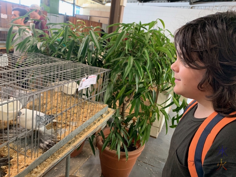 12yo looking at pigeon at Perth Royal Show, Western Australia