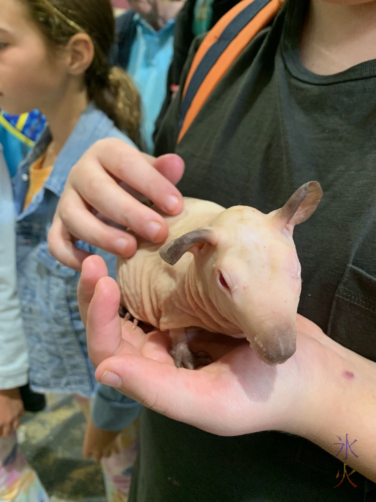 12yo patting naked guinea pig