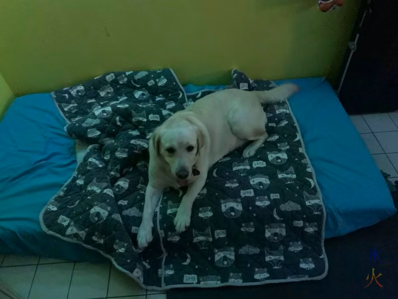 best dog bed in the house