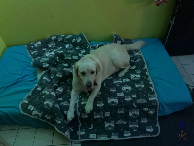 best dog bed in the house