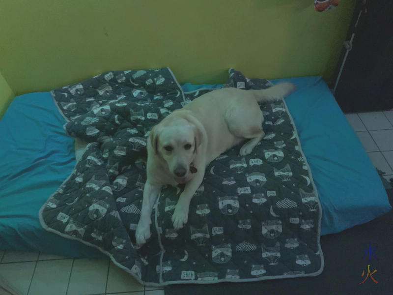 best dog bed in the house best dog bed in the house