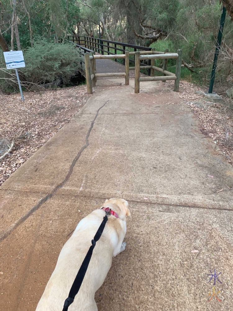 walking the labby we were dogsitting