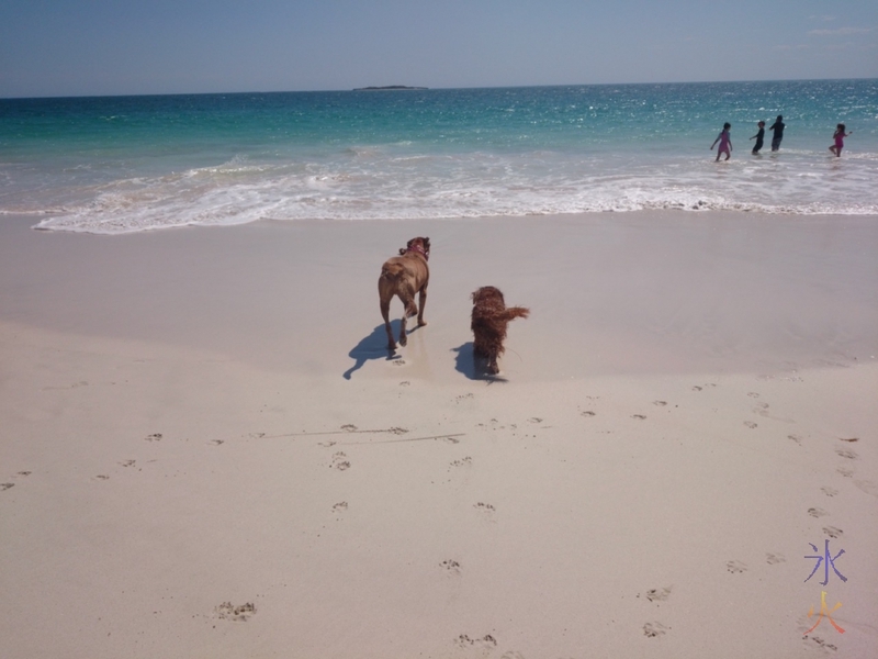 dogs at the beach