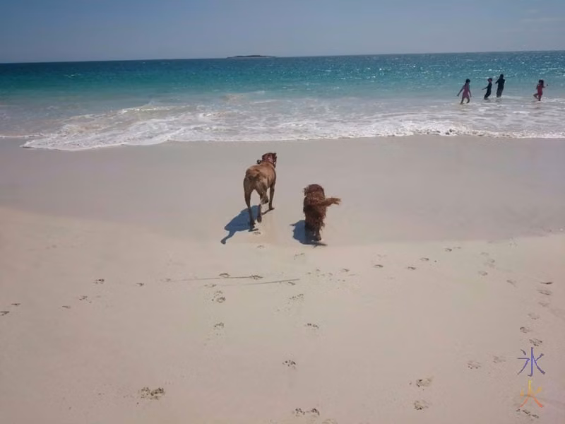 dogs at the beach