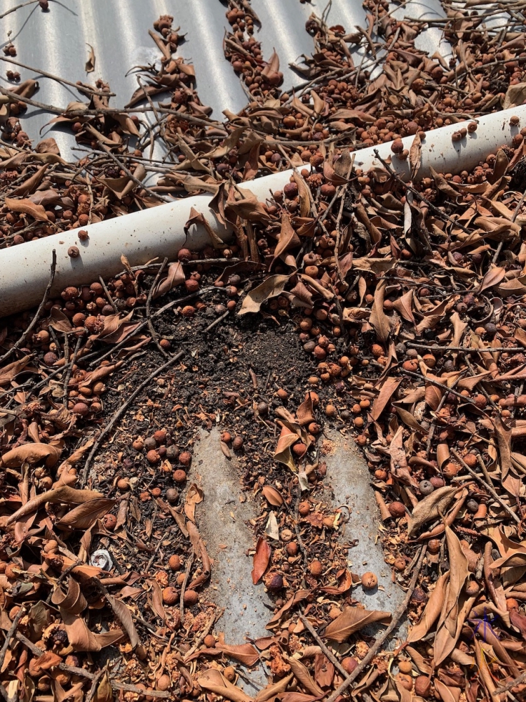 leaf litter on the roof