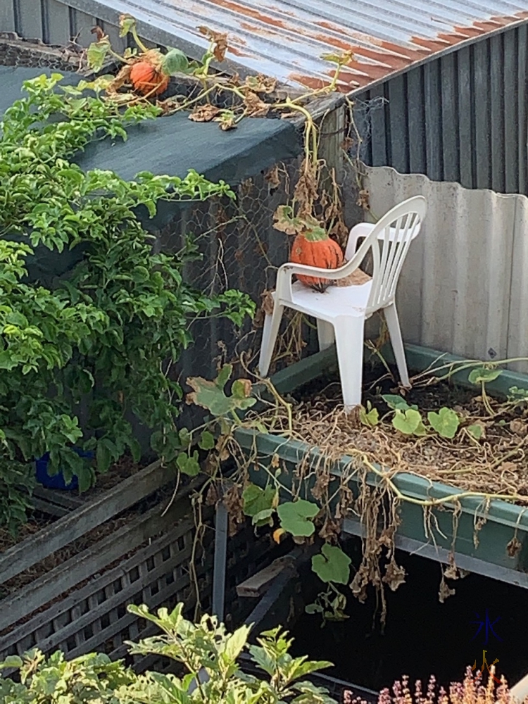 pumpkin on the roof of the chicken coop