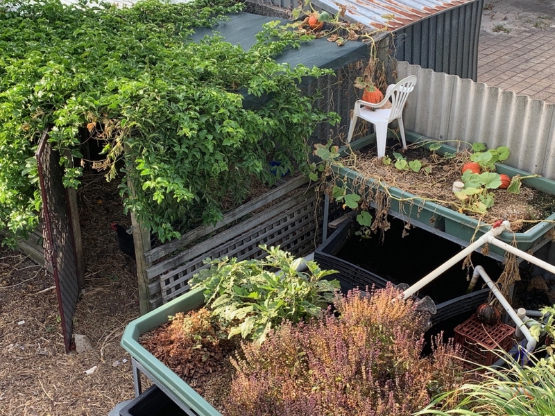 chicken coop and aquaponics from the roof