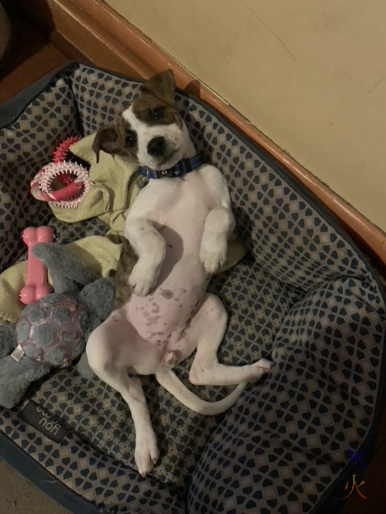 tiny puppy on her back being cute