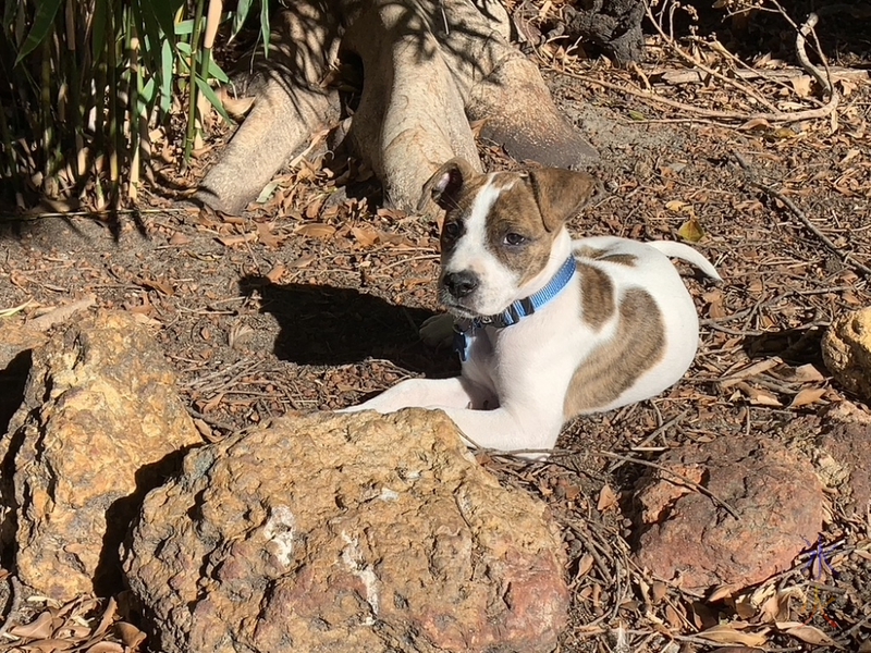 tiny puppy basking in the sun