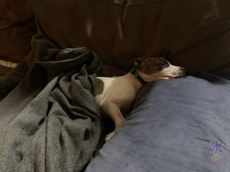 lucky puppy allowed on the couch