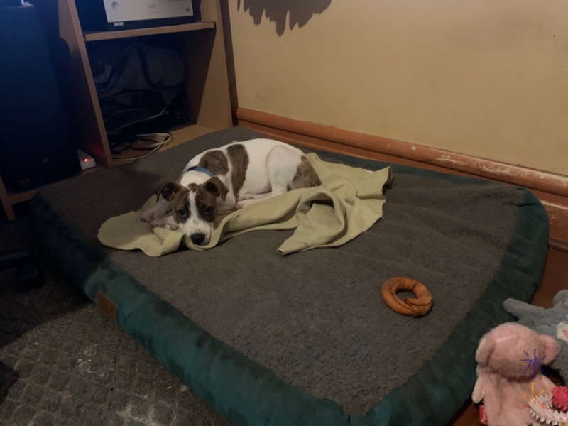 tiny puppy upgraded to Tali's old bed