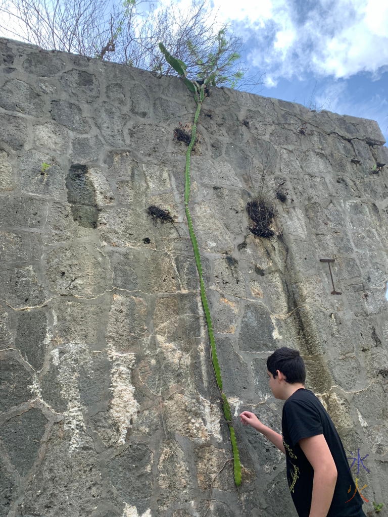 15yo checking to see if cactus spines are sharp