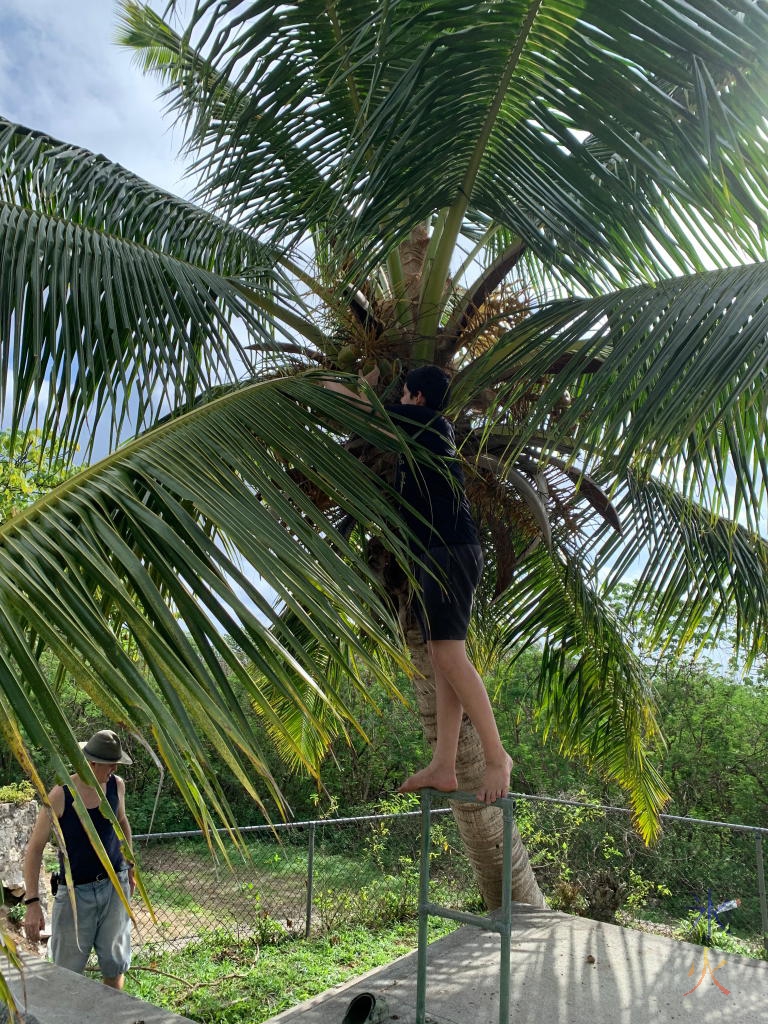 15yo picking coconuts at South Point Ruins, Christmas Island