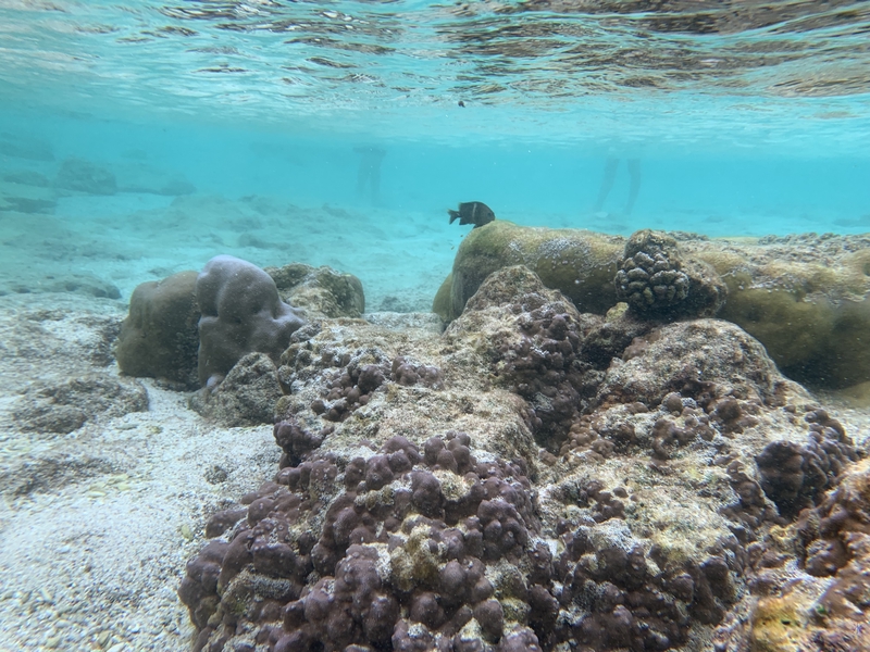 Underwater photo of a black fish at Lily Beach, Christmas Island