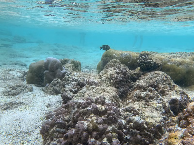 Underwater photo of a black fish at Lily Beach, Christmas Island